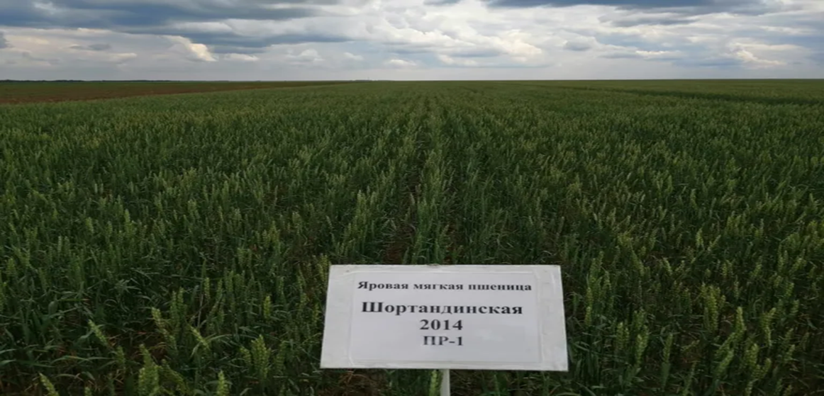 Поля зерновых культур